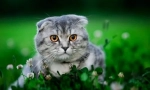 Шотландска гънка котка (снимки): част от щастието
